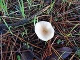 Clitocybe fragrans image