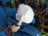 Clitocybe fragrans image