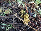 Ramaria curta image
