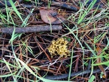Ramaria curta image