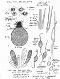 Podospora curvicolla image