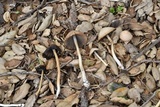 Psathyrella longipes image