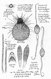 Podospora tarvisina image