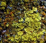 Candelaria concolor image