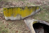 Candelaria concolor image