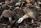 Entoloma ferruginans image