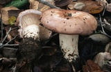 Lactarius argillaceifolius image