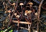 Marasmius siccus image