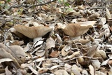 Clitocybe brunneocephala image