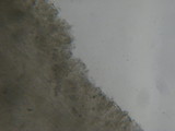 Tricholoma aurantio-olivaceum image