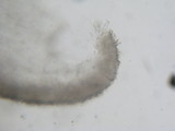 Tricholoma aurantio-olivaceum image