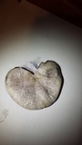 Panaeolus antillarum image
