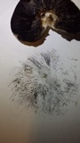 Panaeolus antillarum image