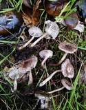 Clitocybe trulliformis image