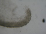 Tricholoma aurantio-olivaceum image
