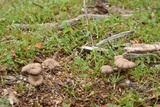 Nolanea edulis image
