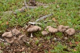 Nolanea edulis image