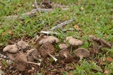 Nolanea edulis image