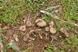 Nolanea edulis image