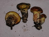 Suillus ponderosus image