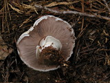 Agaricus albolutescens image
