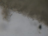 Tricholoma aurantio-olivaceum image