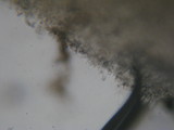 Tricholoma aurantio-olivaceum image