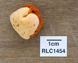 Ascopolyporus villosus image