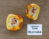 Ascopolyporus villosus image