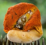 Ascopolyporus villosus image