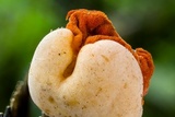 Ascopolyporus villosus image