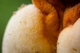 Ascopolyporus villosus image