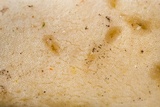 Ascopolyporus villosus image