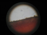 Cortinarius smithii image