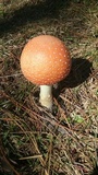 Amanita persicina image