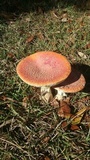 Amanita persicina image