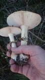Amanita persicina image