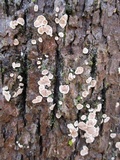 Aleurodiscus oakesii image
