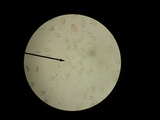 Aleurodiscus oakesii image