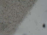 Mycena galericulata image