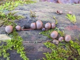 Lycogala epidendrum image