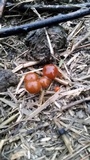 Psilocybe coprophila image