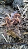 Psilocybe coprophila image