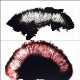 Rhizocarpon reductum image