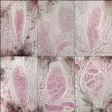 Rhizocarpon reductum image