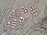 Rhizocarpon reductum image