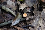 Cookeina tricholoma image