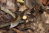 Cookeina tricholoma image