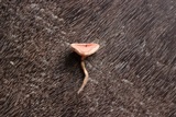 Cookeina tricholoma image