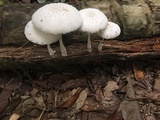 Leucocoprinus cretaceus image
